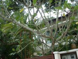 Binjai Hill (D21), Semi-Detached #571113311